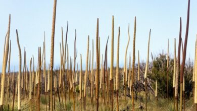 anguila lottery draw results