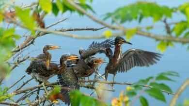 regional call tracking origins